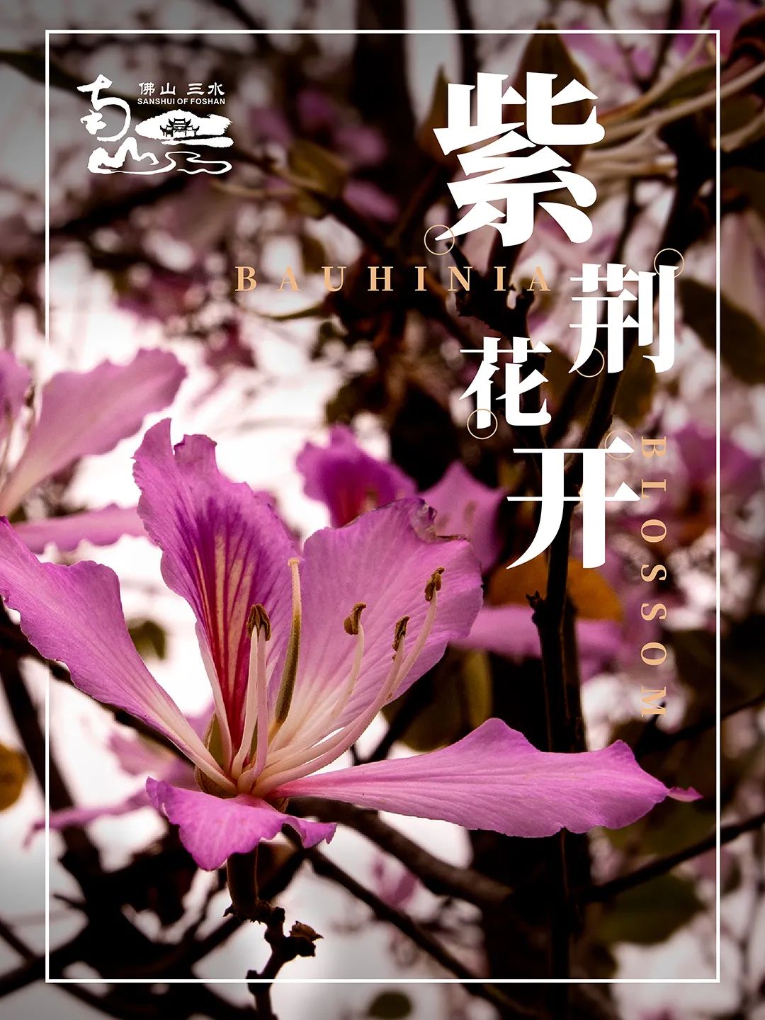 一键必胜“花城牌舍可以开挂吗”揭秘透视辅助万能挂用法-第2张图片