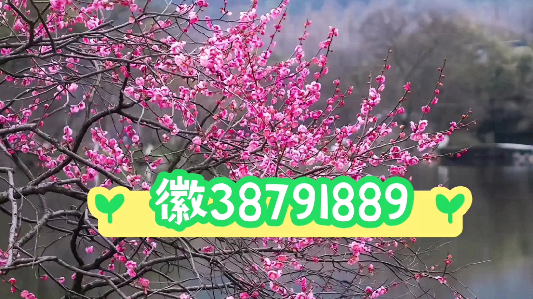 今日实测“随意玩斗牛开挂”科技辅助神器手机版教程