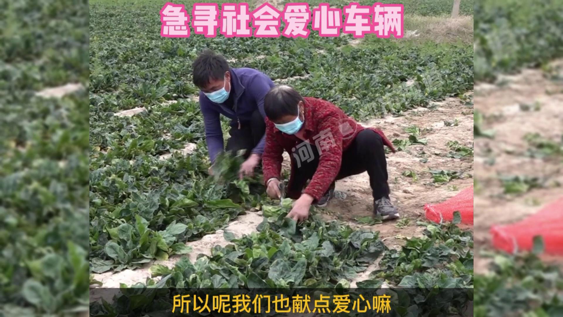 河南送蔬菜去疫情地区.河南送蔬菜去疫情地区怎么办?-第2张图片