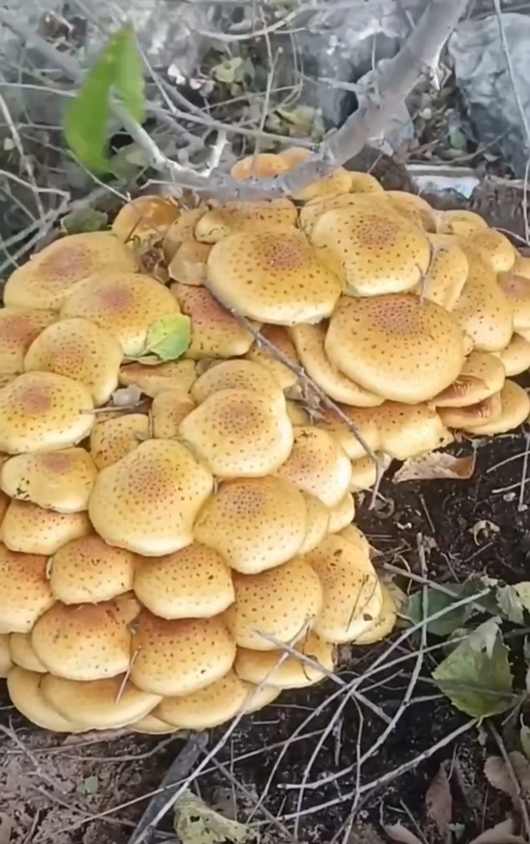 今日实测“蘑菇大厅拼十开挂作弊”开挂辅助详细步骤-第3张图片