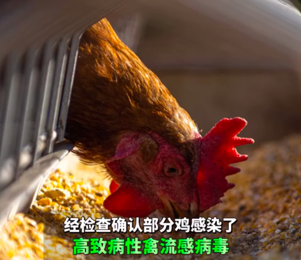 禽流感疫情席卷全球地区.全球禽流感2021?-第3张图片