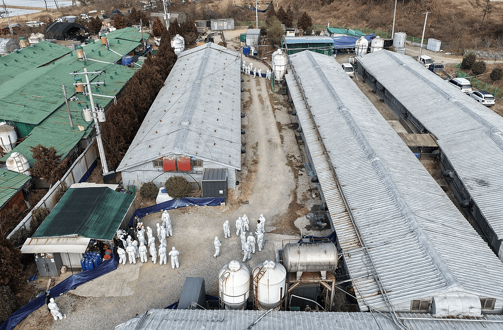 信阳地区非洲猪瘟疫情(信阳地区非洲猪瘟疫情情况)-第1张图片