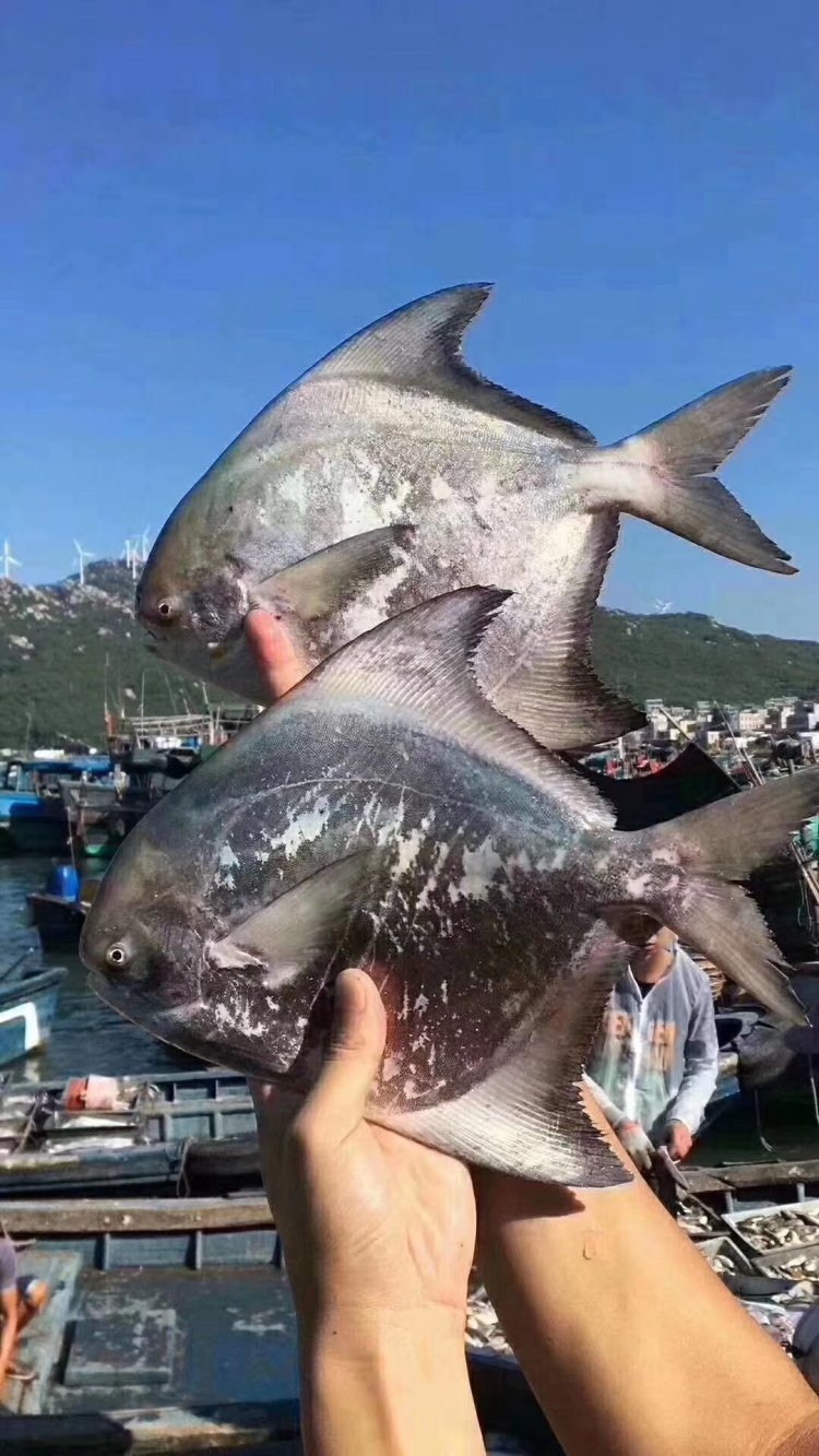 【疫情地区可以发货海鲜吗,疫情期间海鲜能不能托运】-第2张图片