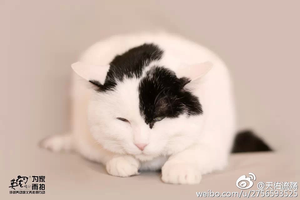 可用版本“微信牛牛透视挂”(曝光透视必备猫腻)-第1张图片