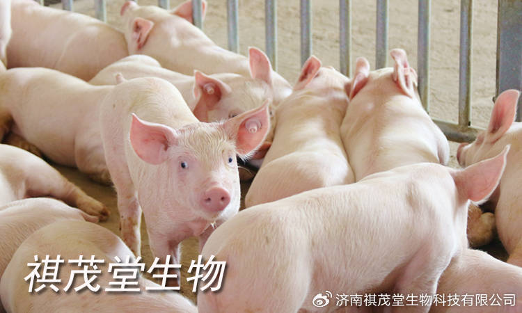 猪瘟疫情几个地区传染.猪瘟疫情最新三个省？-第2张图片