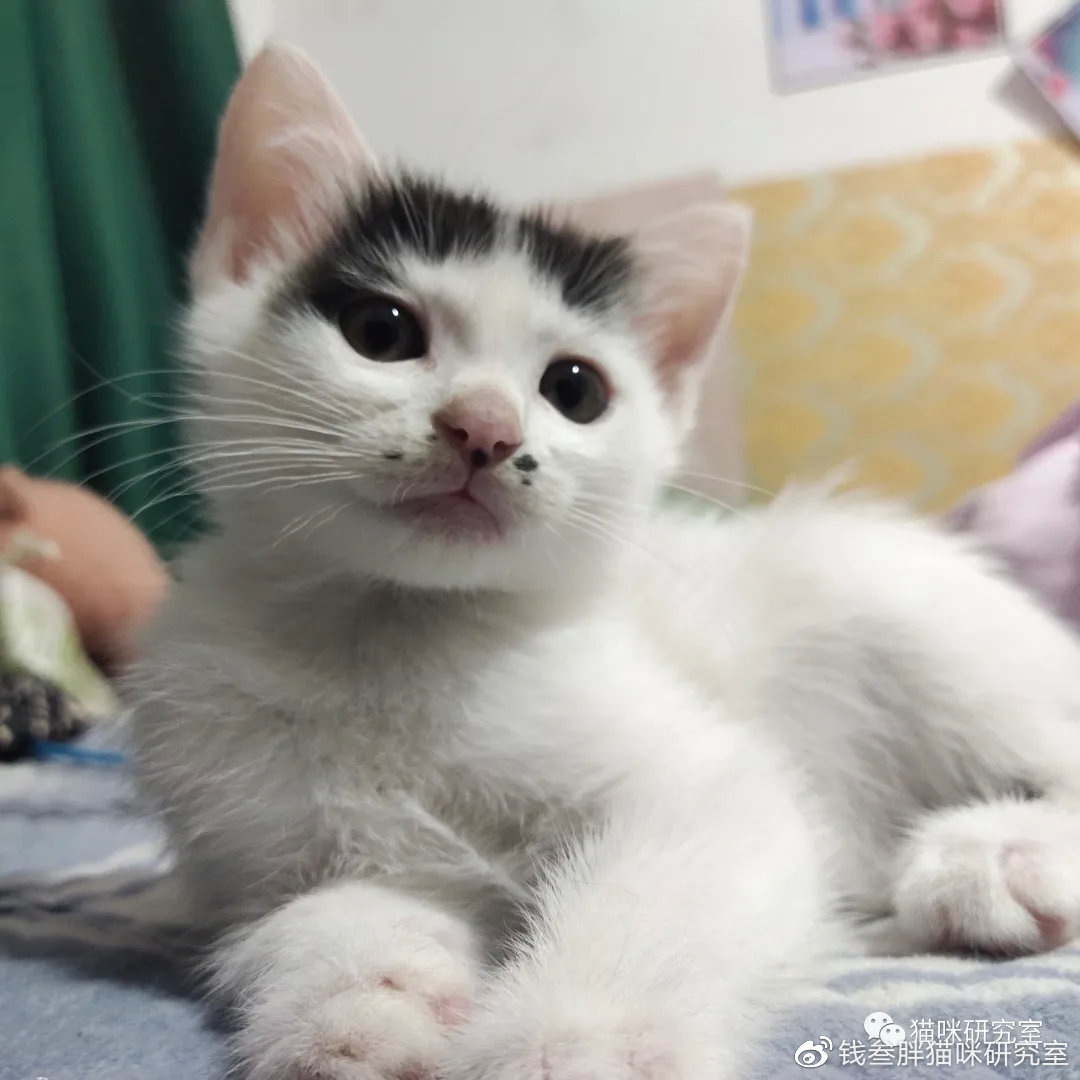 可用版本“微信牛牛透视挂”(曝光透视必备猫腻)-第2张图片